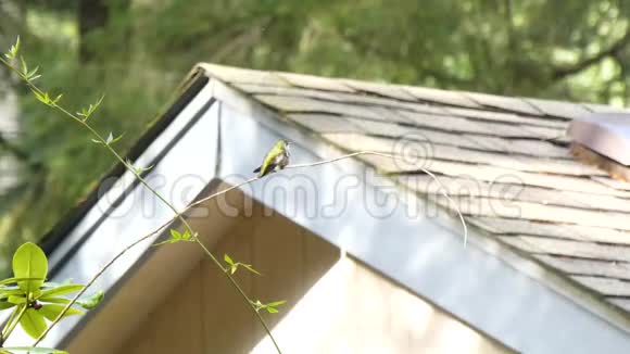 有屋顶的房子坐落在树枝上的小蜂鸟后面视频的预览图