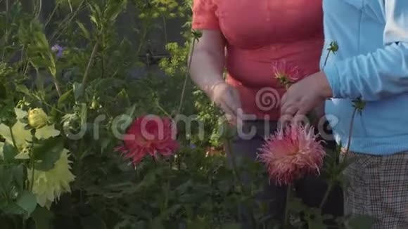 高级妇女在花园里嗅到粉红色的大丽花视频的预览图
