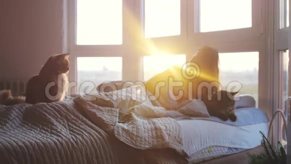 美丽的黑发少女躺在窗边的床上在美丽的夕阳下与可爱的缅因州考恩猫休息视频的预览图