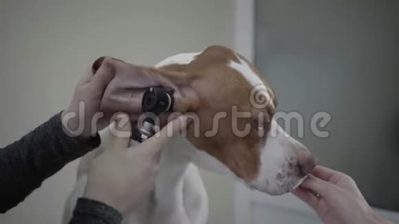 医生在主人喂宠物的时候要闭上双手检查有棕色斑点的大指针狗的耳朵动物视频的预览图