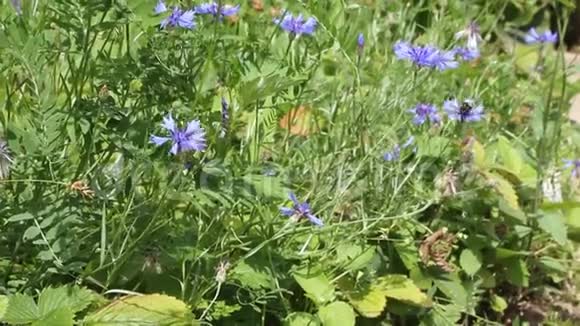 夏天的花在晴天蓝光和蜜蜂视频的预览图