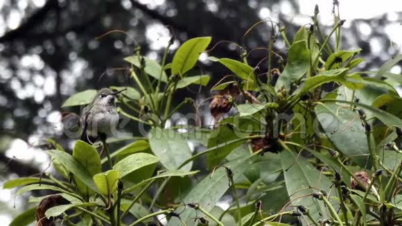 杜鹃在雨天抱着小蜂鸟视频的预览图