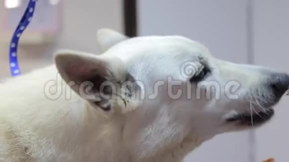 白狗头吃食物视频的预览图