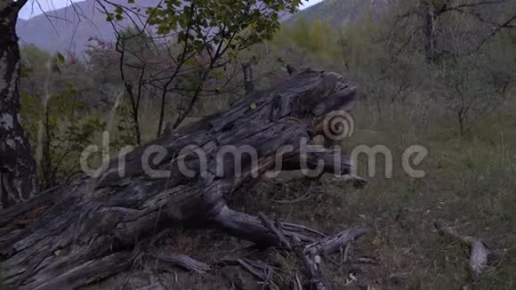 枯死的老树干躺在森林里的地上背景上有山视频的预览图