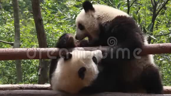 吃竹子熊猫视频的预览图
