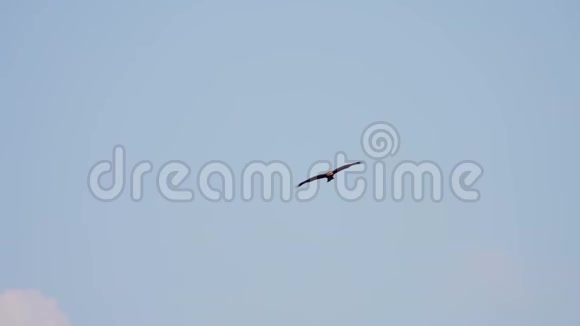 黑色的鸢尾花在晴朗的蓝天上视频的预览图