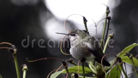 雨滴坐在小蜂鸟的喙和背上视频的预览图