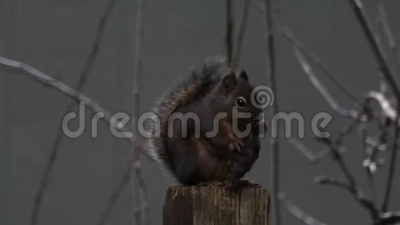 小红松鼠吃松子视频的预览图