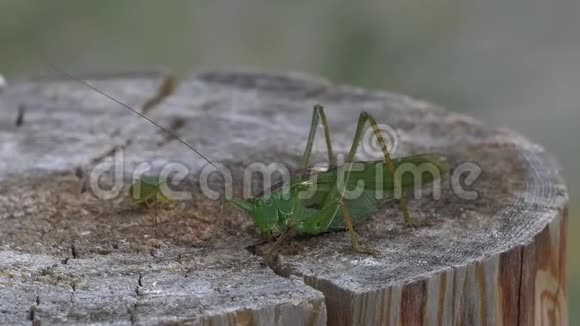 大的绿色蚱蜢和小的绿色臭虫在树桩上视频的预览图