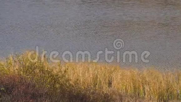 流动的水前景是黄色的草和灌木丛小草在河边随风摇曳视频的预览图