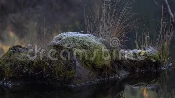 一根木头的特写上面覆盖着绿苔躺在水里视频的预览图
