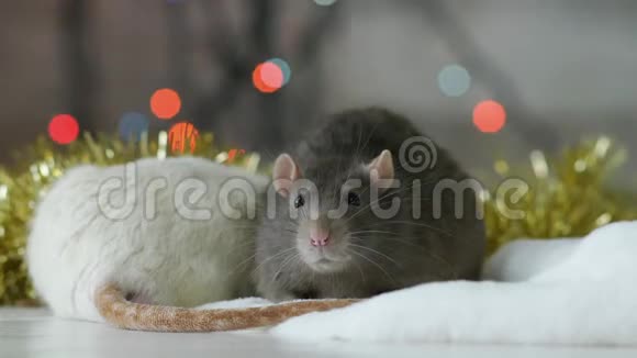 灰色老鼠的肖像背景有闪闪发光的灯光视频的预览图