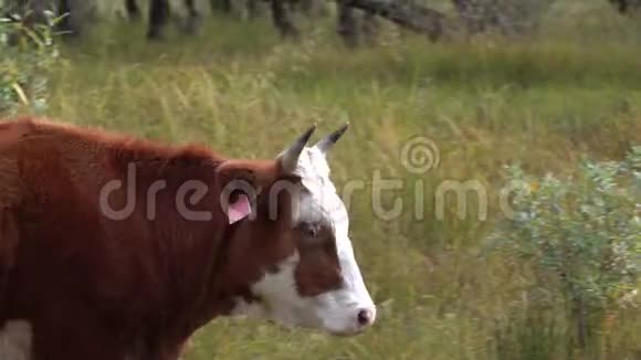 红白牛走在河边看着镜头视频的预览图