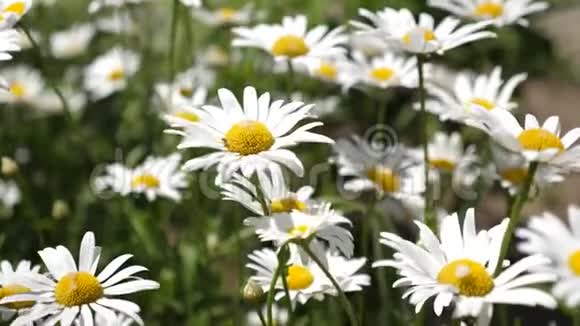 白花摇夏野风美丽的雏菊花在春天的草地上花卉业务视频的预览图