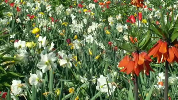 皇家或皇家贝母观赏植物百合科花盛开的红色视频的预览图