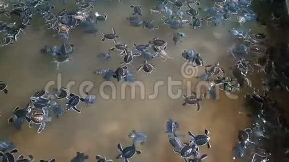 一群小海龟在孵化池里游泳视频的预览图