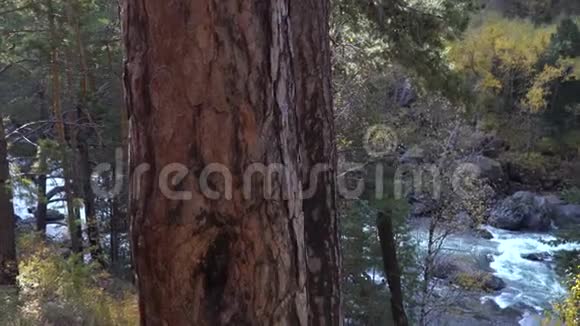松树上有山河流淌的背景视频的预览图