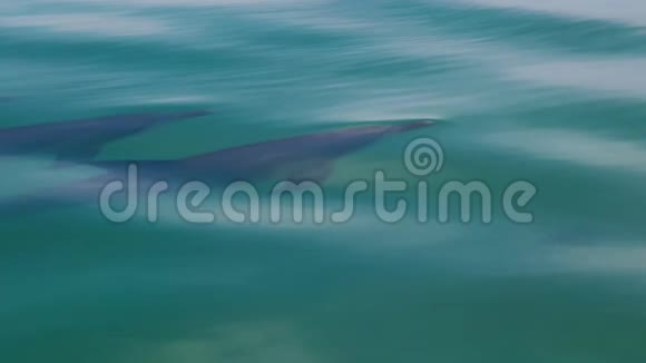 海豚在水面上发冷视频的预览图