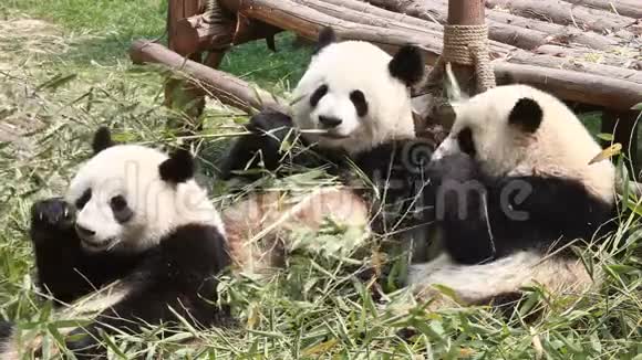 吃竹子熊猫视频的预览图