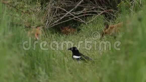 可爱的野生红狐狸幼崽外阴在他们的巢穴入口的长草中觅食视频的预览图