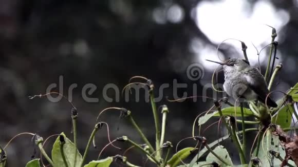 暴风雨天蜂鸟坐在绿丛中视频的预览图