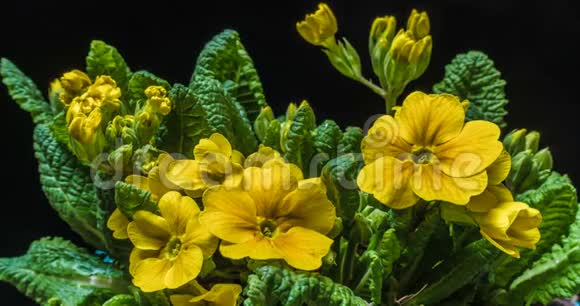 报春花的黄色花朵在阳光下绽放视频的预览图