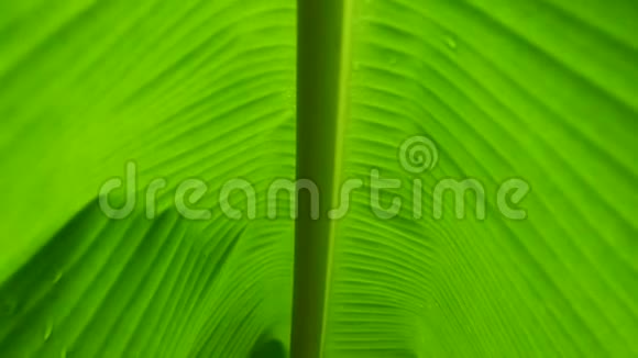 香蕉绿叶茎跟踪的离焦背景视频的预览图