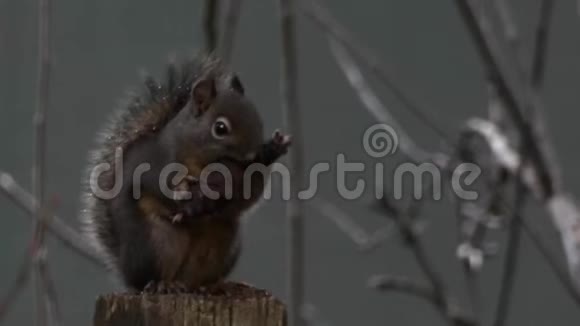靠近吃松果的小松鼠视频的预览图