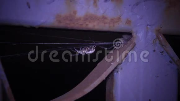 蜘蛛在躲藏视频的预览图