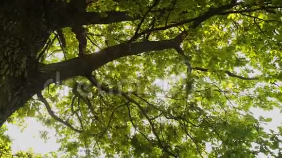 大树的树枝太阳光线穿过树叶视频的预览图