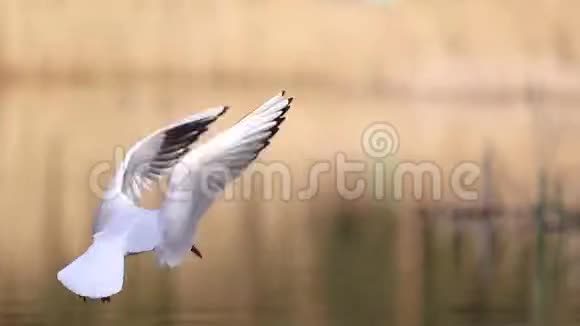 海鸥飞过湖面拿起面包视频的预览图