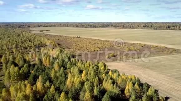 秋季在森林中收获的一望无际的田野视频的预览图