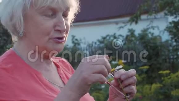 快乐的老妇人在乡村的夏日花园里猜白色洋甘菊视频的预览图