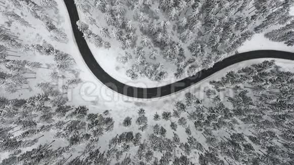 穿过冬青林的道路鸟瞰跟踪拍摄视频的预览图