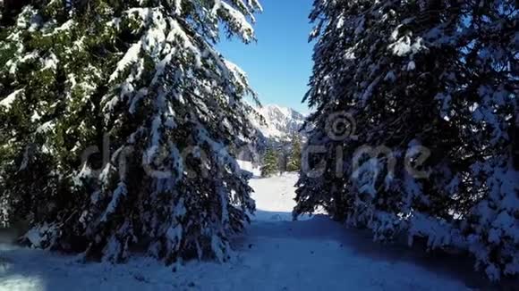 冬天在瑞士火焰杯森林里飞行视频的预览图
