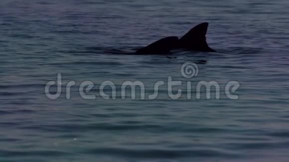 两次海豚注射视频的预览图