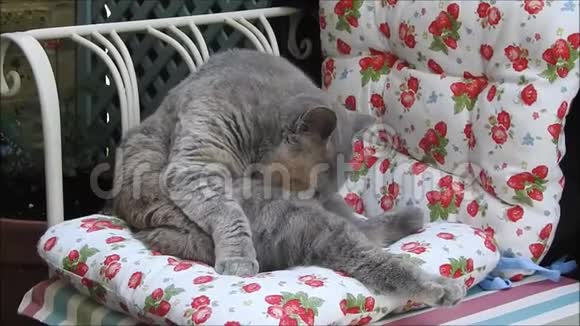 家猫在花园的躺椅上炫耀自己视频的预览图