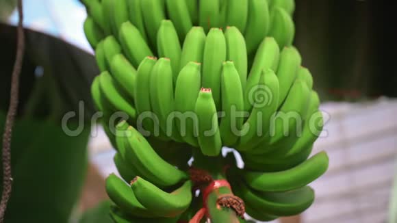 香蕉种植园香蕉树有巨大的绿叶一串绿色生长的香蕉有机食品的概念视频的预览图