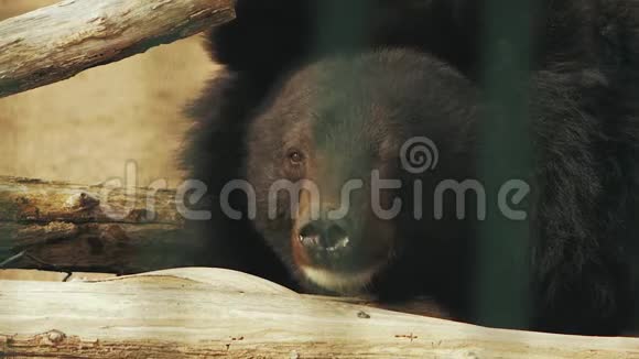 乌苏里熊位于熊的树枝附近视频的预览图