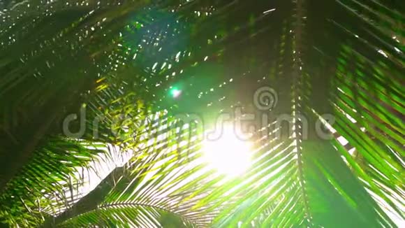 太阳照耀下的棕榈叶外来热带自然视频的预览图