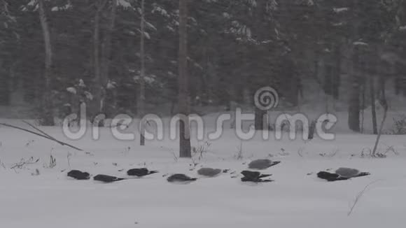 海鸥从白雪覆盖的田野起飞森林里的暴风雪冬季视频的预览图