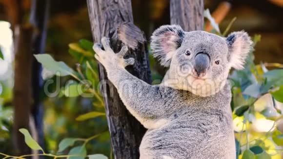 澳大利亚考拉白天休息视频的预览图