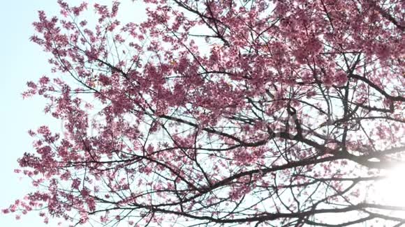樱花树上盛开阳光透过树枝照射视频的预览图