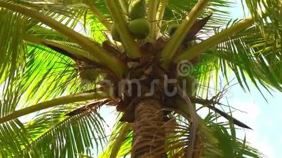 蓝天下的椰子树中国视频的预览图