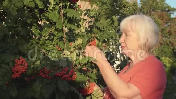 高级园丁女士品尝红罗万浆果的夏季花园视频的预览图