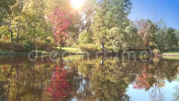 阳光明媚的一天岸上的一个森林湖初秋绿黄红叶的树木在水中反射来自TR的叶子视频的预览图