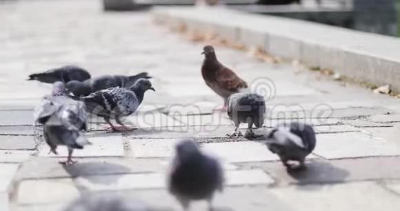 城市公园里有一大群鸽子视频的预览图
