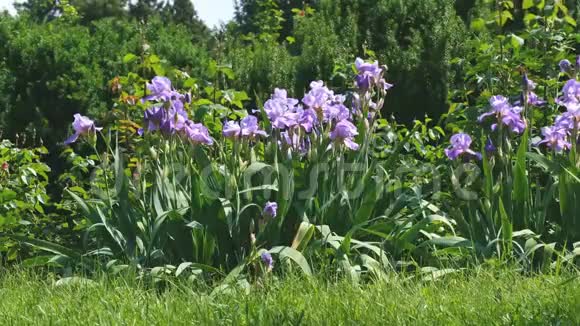 紫薇园鸢尾花开视频的预览图