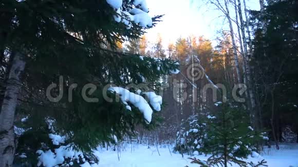 雪落在杉树的树枝上缓慢的运动视频的预览图