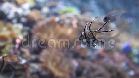 充满活力的珊瑚礁和潜水员上的五颜六色的鱼红海埃及视频的预览图